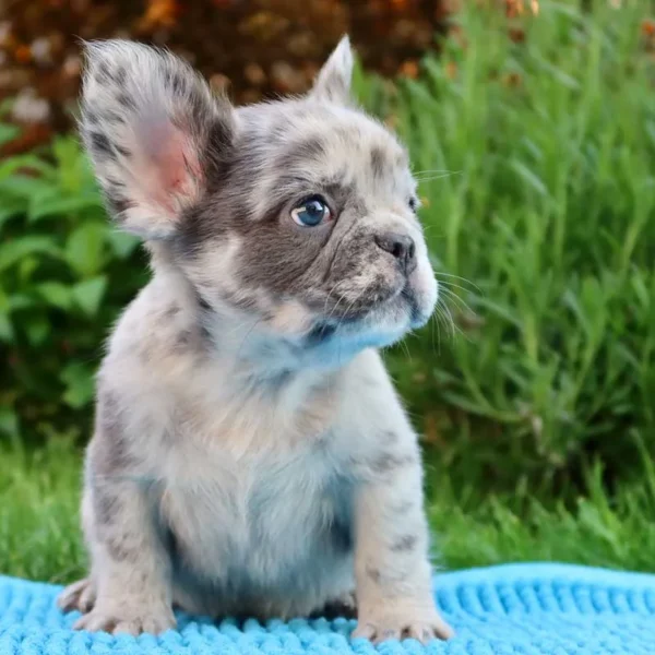 Fluffy Frenchie Puppy Top Frenchie
