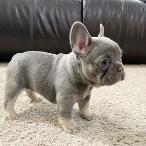 fluffy french bulldogs buy fluffy french bulldog united airlines french bulldog exotic fluffy frenchie fluffy french bull dogs fluffy frenchie puppies for sale fluffy frenchie breeders
