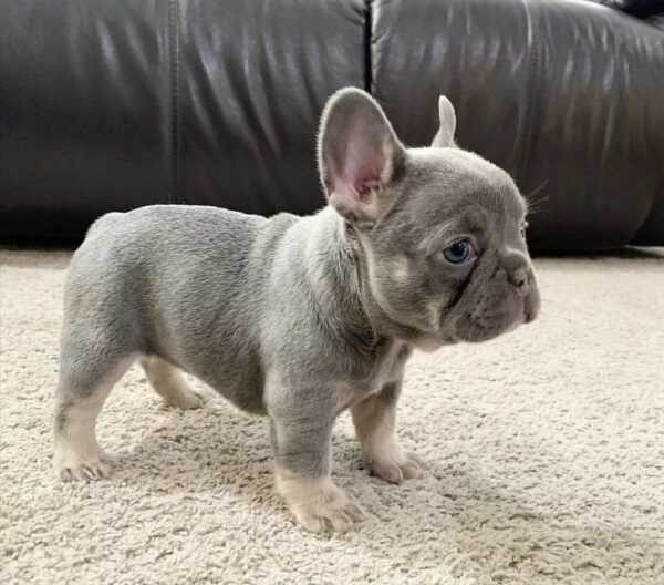 fluffy french bulldogs buy fluffy french bulldog united airlines french bulldog exotic fluffy frenchie fluffy french bull dogs fluffy frenchie puppies for sale fluffy frenchie breeders