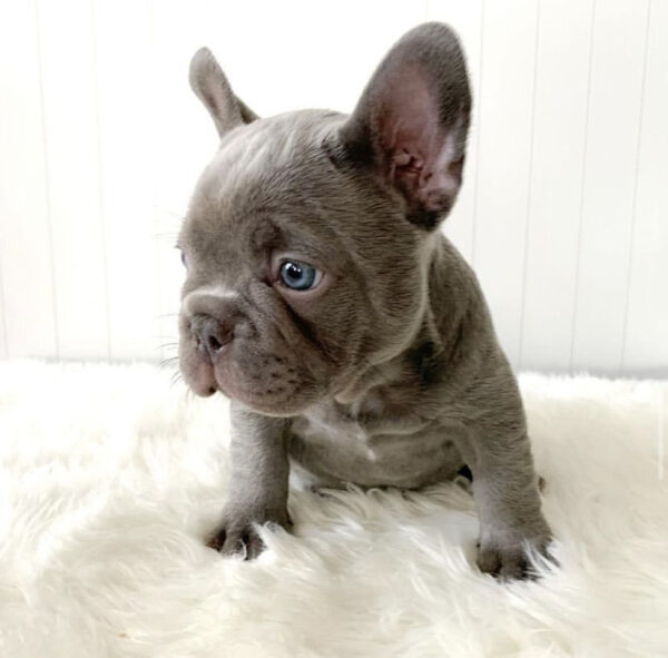 fluffy french bulldogs buy fluffy french bulldog united airlines french bulldog exotic fluffy frenchie fluffy french bull dogs fluffy frenchie puppies for sale fluffy frenchie breeders