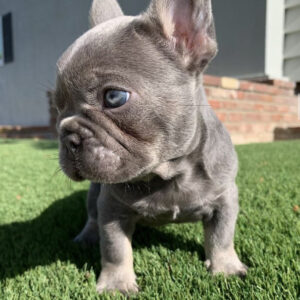 fluffy french bulldogs buy fluffy french bulldog united airlines french bulldog exotic fluffy frenchie fluffy french bull dogs fluffy frenchie puppies for sale fluffy frenchie breeders