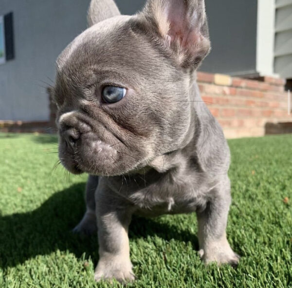 fluffy french bulldogs buy fluffy french bulldog united airlines french bulldog exotic fluffy frenchie fluffy french bull dogs fluffy frenchie puppies for sale fluffy frenchie breeders