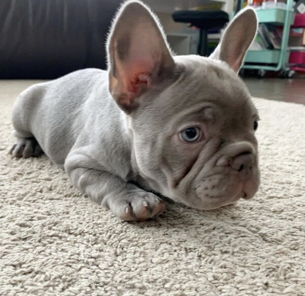 fluffy french bulldogs buy fluffy french bulldog united airlines french bulldog exotic fluffy frenchie fluffy french bull dogs fluffy frenchie puppies for sale fluffy frenchie breeders