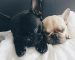 French Bulldog Sleeping: Facts and Training Guide